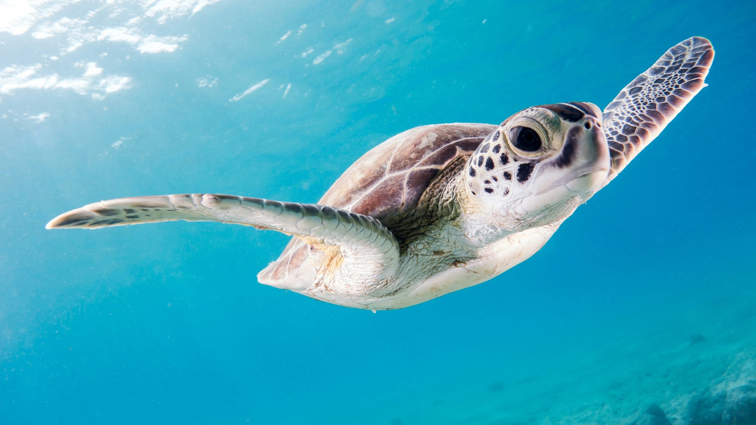 A green turtle mid-water, the kind of encounter a freediving course builds toward